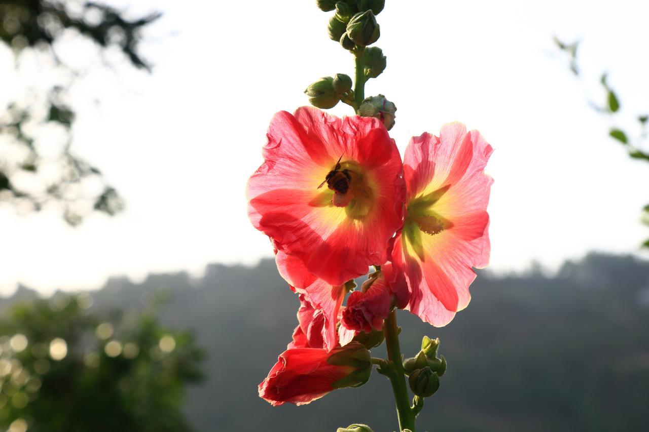 Chirping Orchard, Mukteshwar B&B 외부 사진